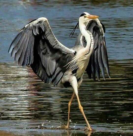 a grey heron standing in shallow water with its wings spread out. the bird is facing to the right and has its beak open. the water is reflecting the light and sky. the bird is in a natural setting and is looking very elegant and graceful.