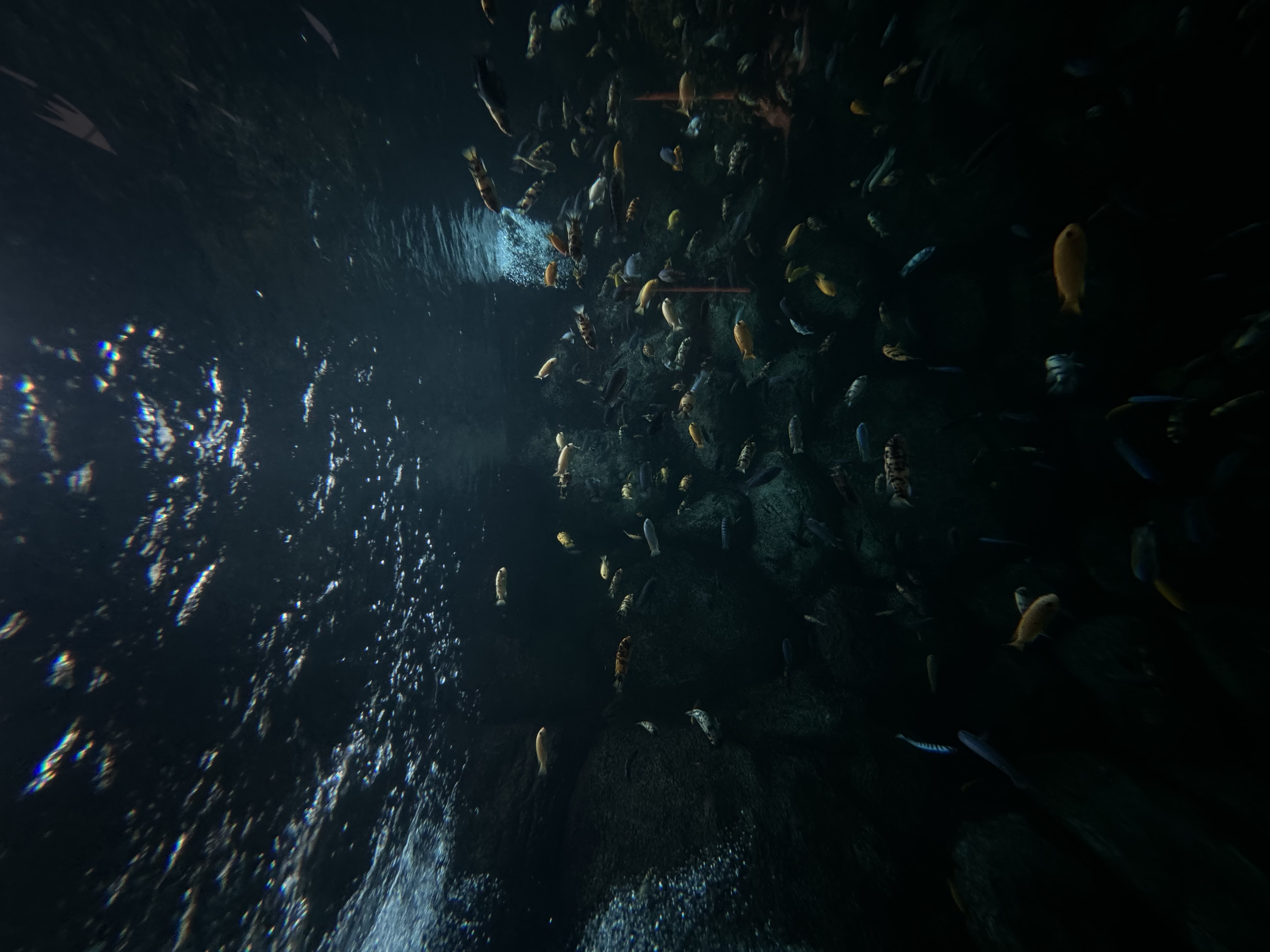 large school of fish swim in a large, dimly lit aquarium. the perspective is from below the water's surface, looking up towards the light. the water is a deep bluegreen, and the fish are a variety of colors, including yellow, orange, and black.  the environment appears tranquil and the fish seem to be moving peacefully in different directions.