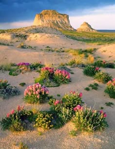 a wide shot of a beautiful desert landscape with a large rock formation rising up in the distance. the foreground is covered in pink flowers and green vegetation. the sand dunes extend to the horizon. the sky is blue with a few white clouds. the image is taken on a sunny day.