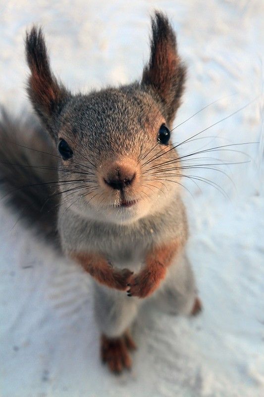 a cute squirrel stands upright in the snow. the squirrel is looking directly at the camera. its front paws are held close to its chest. it has tufted ears and long whiskers.