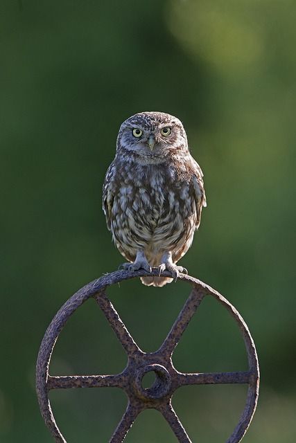 a little owl is perched on top of a rusty metal wheel, with a blurred green background. the owl is facing the camera with its yellow eyes wide open.