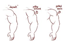 the image is a drawing tutorial on how to draw arm muscles from a side view. it shows three different arm positions: default, pulled forward, and pushed back. the tutorial shows how the muscles change shape depending on the position of the arm.