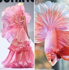 the image shows a split view of a pink dress on the left and a pink betta fish on the right.  the dress is flowing and elegant, while the betta fish is colorful and exotic.  both are highlighted against a white background, with the dress on a catwalk and the fish in a water tank. the image creates a visual comparison between the elegance of human fashion and the beauty of nature.