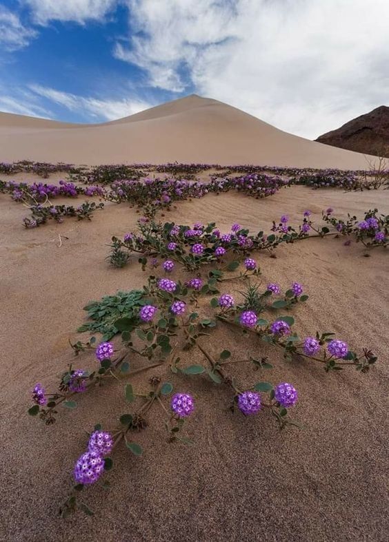 the image showcases a desert landscape dominated by large sand dunes under a partly cloudy sky. in the foreground and midground, vibrant purple flowers are scattered across the sand, providing a striking contrast to the tan and brown hues of the desert. the vegetation is sparse but noticeable, adding a touch of life to the arid environment. a large sand dune rises in the background, its smooth surface interrupted only by the gentle curves of the windswept sand. to the right, a darker, rocky mountain partially enters the frame. the sky features patches of blue interspersed with white clouds, creating a dynamic backdrop for the scene.