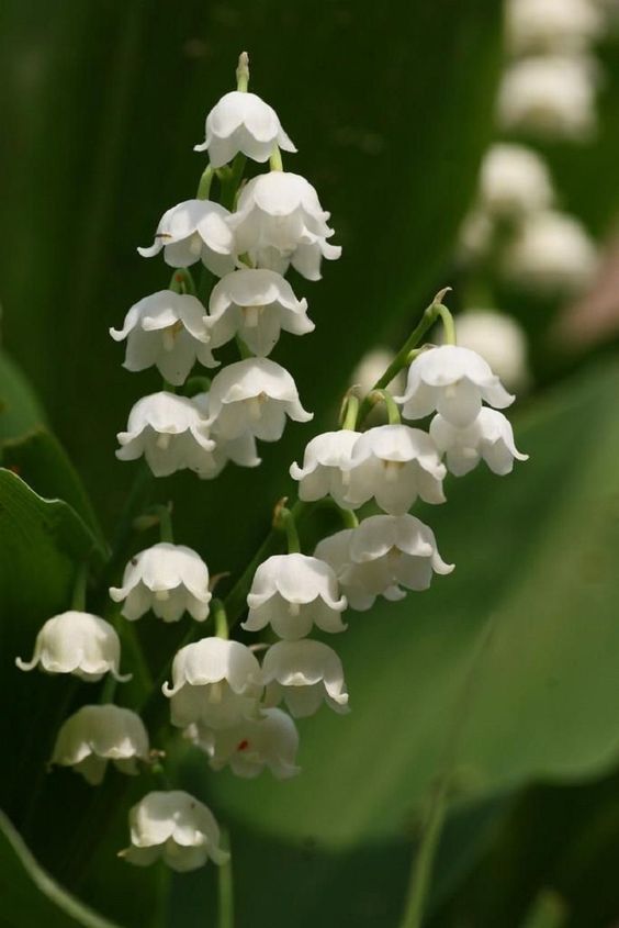 a closeup image of multiple stems of lily of the valley flowers. the small, white, bellshaped flowers hang delicately from the stem, surrounded by vibrant green leaves. the image evokes a sense of spring, freshness, and delicate beauty.