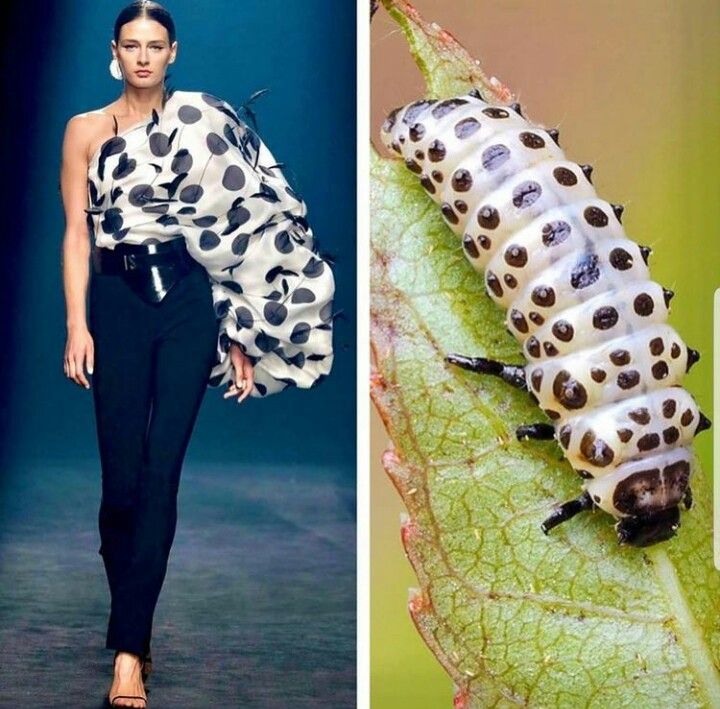 the image is a split image with a fashion model on the left and a macro image of a bug on the right. the fashion model is wearing a black and white polka dot dress with one sleeve that is an oversized puff sleeve. the model is walking on a runway. the bug is a black and white larva on a green leaf.