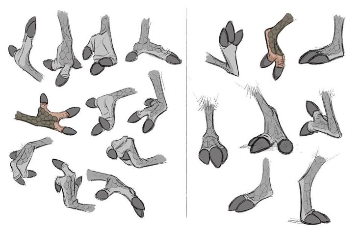 the image shows a collection of sketches and illustrations of various animal feet, resembling those of dragons, lizards, or reptiles. the drawings focus on anatomical details, including the structure of paws, claws, and scaled skin. the image appears to be a reference or study of animal anatomy, specifically the lower extremities of reptilianlike creatures.