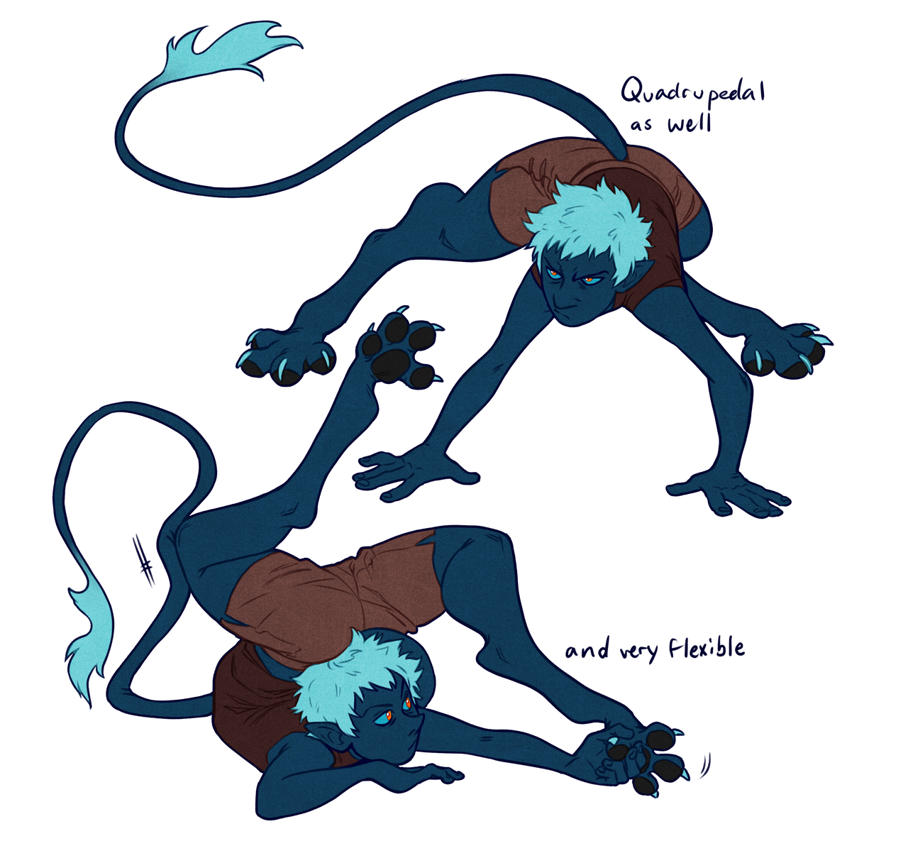 a digital illustration of a blueskinned, whitehaired character shown on a white background in two poses, one quadrupedal and one more akin to how a human would sit on the ground.  the character is wearing brown shorts. text labels the character as "quadrupedal as well" and "and very flexible."
