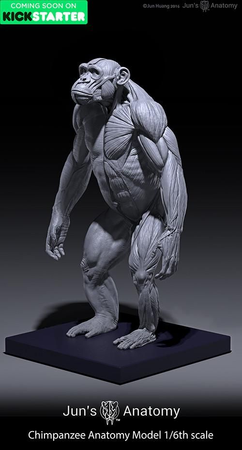 the image features a gray anatomical model of a chimpanzee standing on a square base. the model is highly detailed, showing the muscle structure of the chimpanzee. at the top left corner, there is a green box that reads "coming soon on kickstarter". the bottom of the image has text "jun's anatomy chimpanzee anatomy model 1/6th scale" with a logo of tiger face in the center.