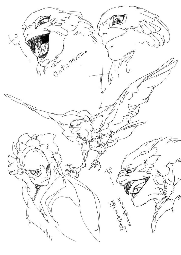 the image contains sketches of a monsterlike creature with birdlike features. the sketches include different head angles, poses of the creature with wings spread, and details like an open mouth with visible teeth.