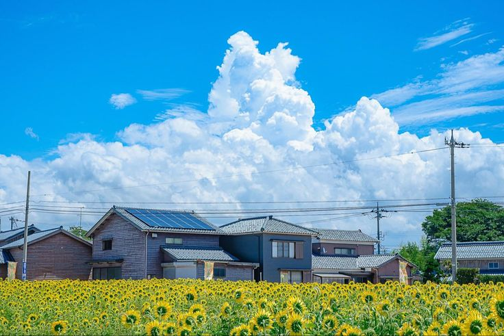 a vibrant field of sunflowers stretches out in front of a row of houses under a bright blue sky filled with fluffy white clouds. the houses vary in color and some have solar panels on their roofs. power lines run above the houses. the scene is peaceful and idyllic.