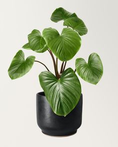 a single potted homalomena houseplant sits against a white background. the plant's large, heartshaped leaves are a vibrant green with prominent veins. the leaves fan out from a central stem, creating a full, bushy appearance. the plant is housed in a sleek, black ceramic pot. the image is brightly lit, highlighting the rich green of the leaves and the smooth texture of the pot.