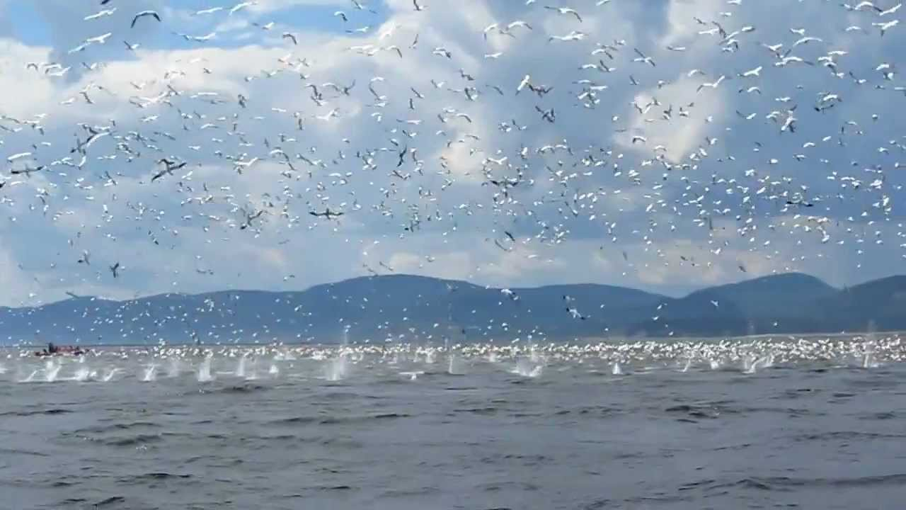 a wide shot of a large flock of seagulls flying over the ocean. there are mountains in the background and a cloudy sky overhead. many splashes of water are visible throughout the ocean. a boat is also seen in the distance.