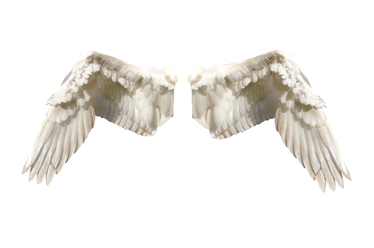 the image shows a pair of white angel wings spread out against a black background. the wings are detailed with visible feathers and have a slightly upward angle.