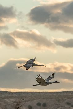 two cranes fly against a cloudy sky in a natural setting. the landscape below appears barren or sparsely vegetated.