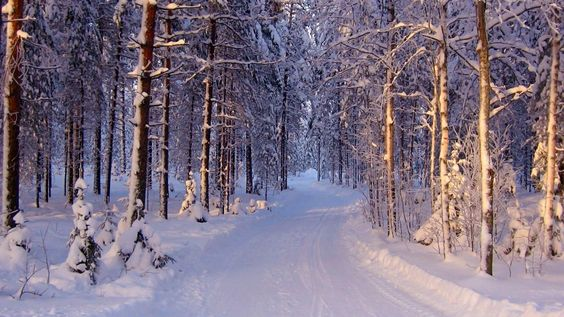 a snowcovered path winds through a serene winter forest. tall, snowladen trees stand on either side, their branches heavy with the weight of the snow. the setting sun casts a warm, golden glow over the scene, creating a magical and enchanting atmosphere. the snow is pristine and untouched, inviting exploration and adventure.