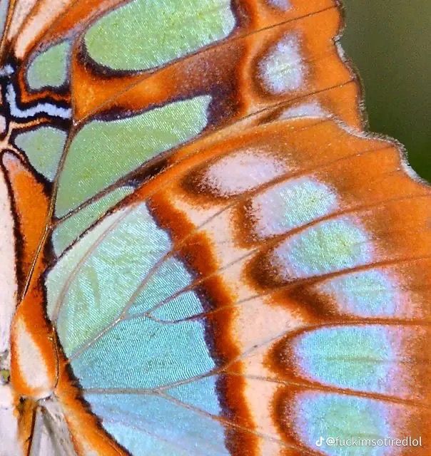 a closeup shot of a butterfly wing, showcasing its intricate pattern and vibrant colors. the wing displays a blend of orange, green, and blue hues, creating an iridescent effect. the veins and scales are clearly visible, highlighting the delicate texture of the wing.