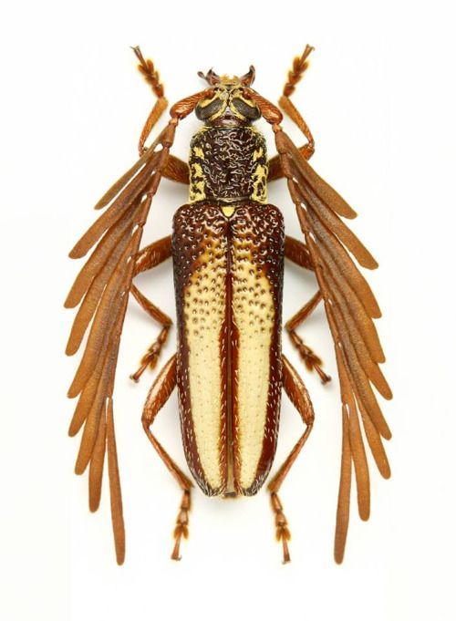 a closeup, topdown view of a stenocorus vittiger longhorn beetle. the beetle has a brown body with two longitudinal yellow stripes down the center. its head is patterned with brown and yellow. the long antennae are brown and feathery. the beetle's wings are also brown and have a serrated or feathery appearance. the background is plain white.
