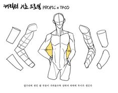 this is a black and white anatomical drawing of a male human figure with different drawing guides to help with proportions.  the figure is in a standing pose with arms akimbo. there are additional drawings of the arms and torso in different positions and angles to the side of the body.  there is a section on the torso highlighted in pale yellow. the text is in korean.  there are two korean words at the top that translate to  "basic anatomy" and the words "propic x taco"  next to the title.