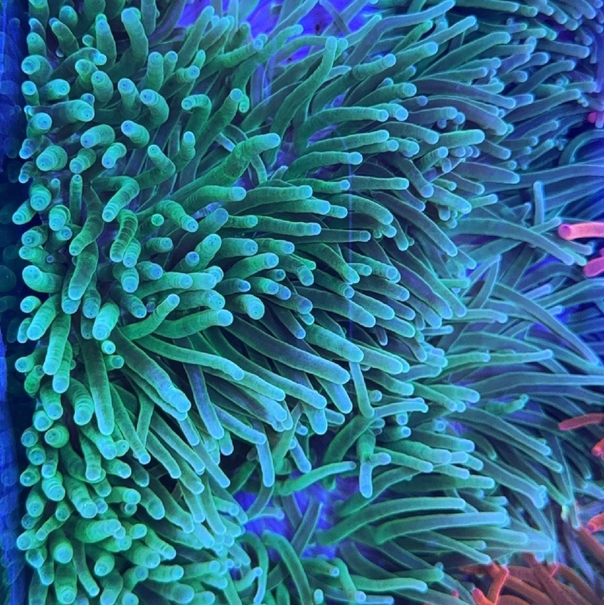 this is a closeup image of a bright green and blue sea anemone in an aquarium setting. the anemone's tentacles are brightly colored and extend outwards in all directions.  the artificial lighting highlights the vibrant colors and intricate details of the creature.