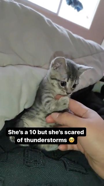 a gray and white kitten is being held in a hand and is looking scared. there is a caption that reads, "she's a 10 but she's scared of thunderstorms." the kitten is being comforted by the hand holding it.  the background is blurry.  the kitten has its paws tucked in and has its eyes closed. it looks very small and helpless.