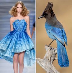 the image shows a model wearing a blue dress in a fashion show on the left side of the image. she is beautiful and has a stylish, elegant dress. on the right side of the image, there is a blue jay bird perching on a branch. the colors of the bird's feathers are similar to the color of the model's dress. the image captures a juxtaposition of fashion and nature.