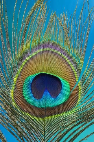 a closeup shot of a peacock feather with its iconic eye pattern. the vibrant blue and green colors of the eye are contrasted against the golden brown and green hues of the surrounding feathers. the intricate detail and texture of the feather are clearly visible. the shot captures the beauty and complexity of nature, showcasing the stunning display of a peacock's plumage.