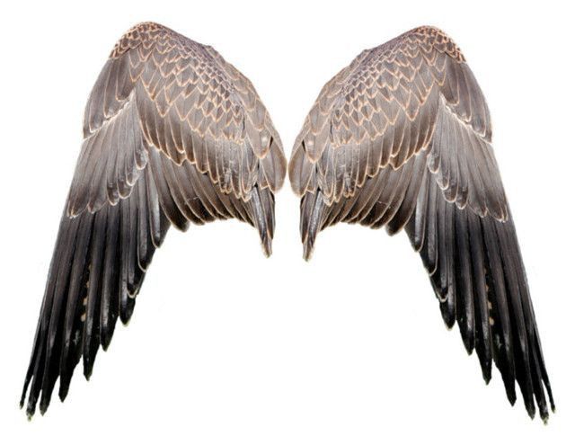 a pair of majestic, spread wings, likely belonging to a large bird. the intricate details of the feathers are clearly visible.