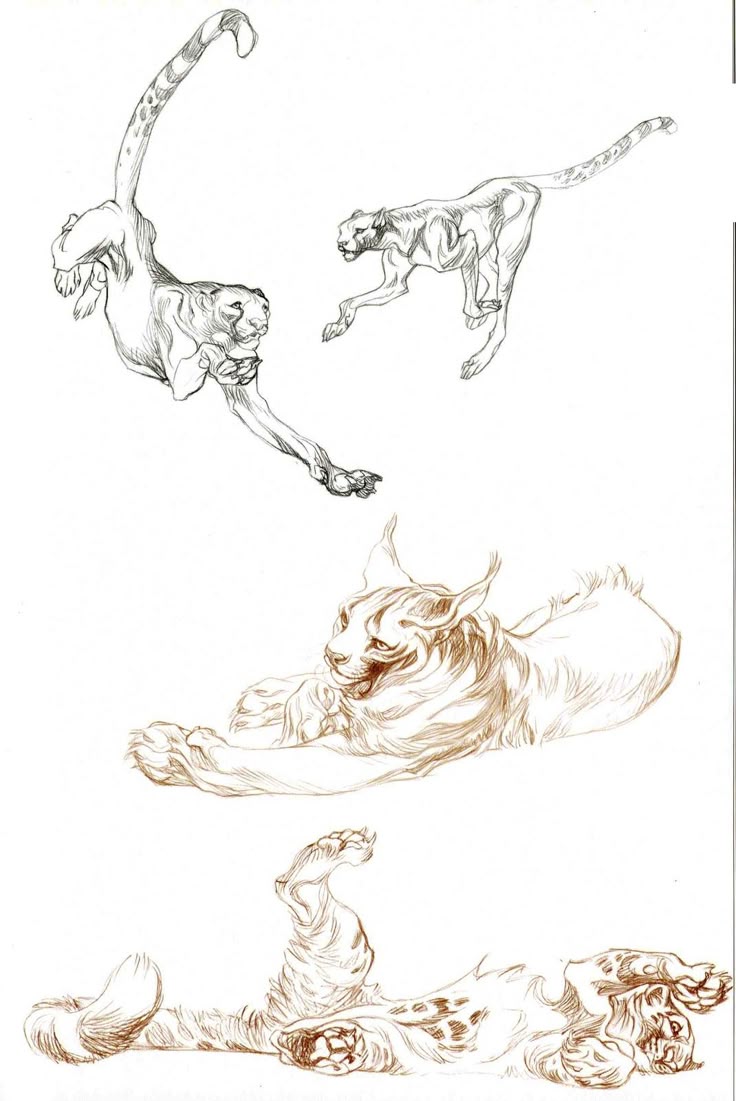 the image shows a sketch of different cats in various poses. two of the cats are jumping or running, one is lying down, and one is rolling over on its back. the cats are depicted with fur and appear to be wild animals. the sketch is done in a pencil drawing style. one of the cats appears to be a lynx.