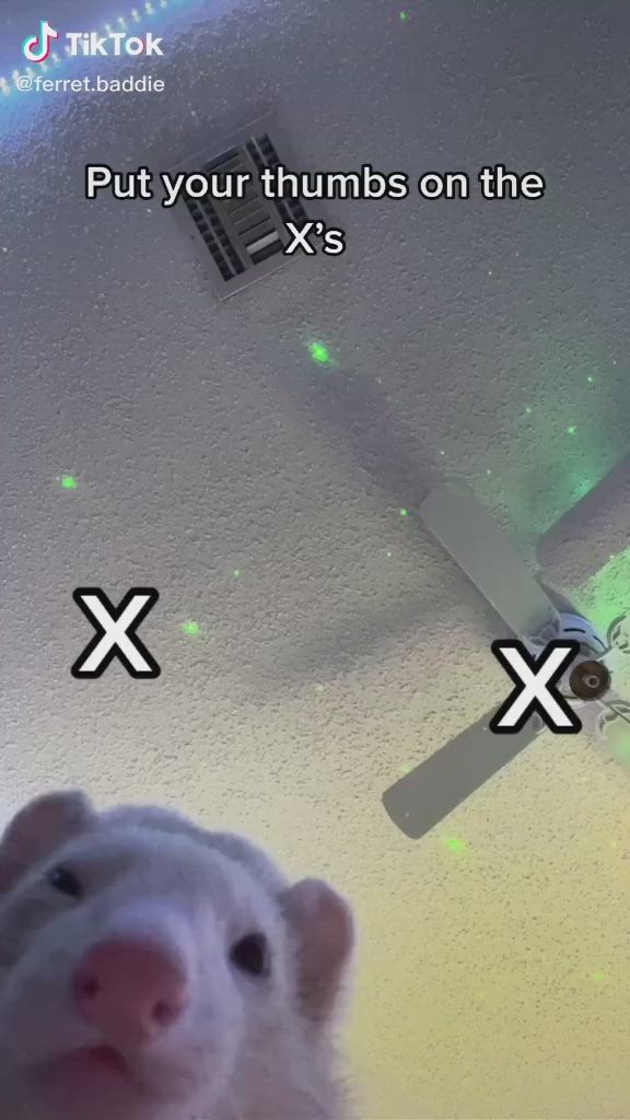 a white ferret looks at the camera. the text "put your thumbs on the x's" is written on the ceiling above the ferret. there are two "x"s on the ceiling, and a ceiling fan is visible in the background.