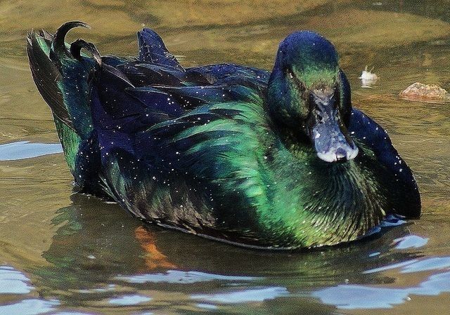 a duck with iridescent green and blue plumage is swimming in the water. the water is reflecting the colors of the duck's feathers. the duck is facing the camera with its head partially submerged.
