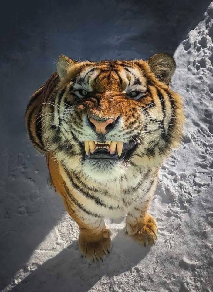 a tiger stands in the snow with its mouth open, showing its teeth. the tiger is looking directly at the camera with a fierce expression. it is a powerful animal with strong stripes and claws.
