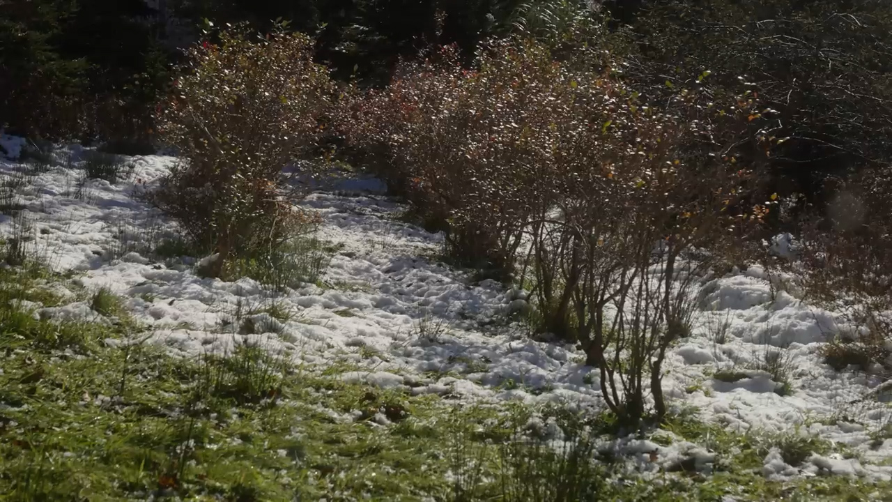 snow dusts a grassy patch of land and the bare branches of some bushes.  the rest of the grass is green in this sunny outdoor scene.