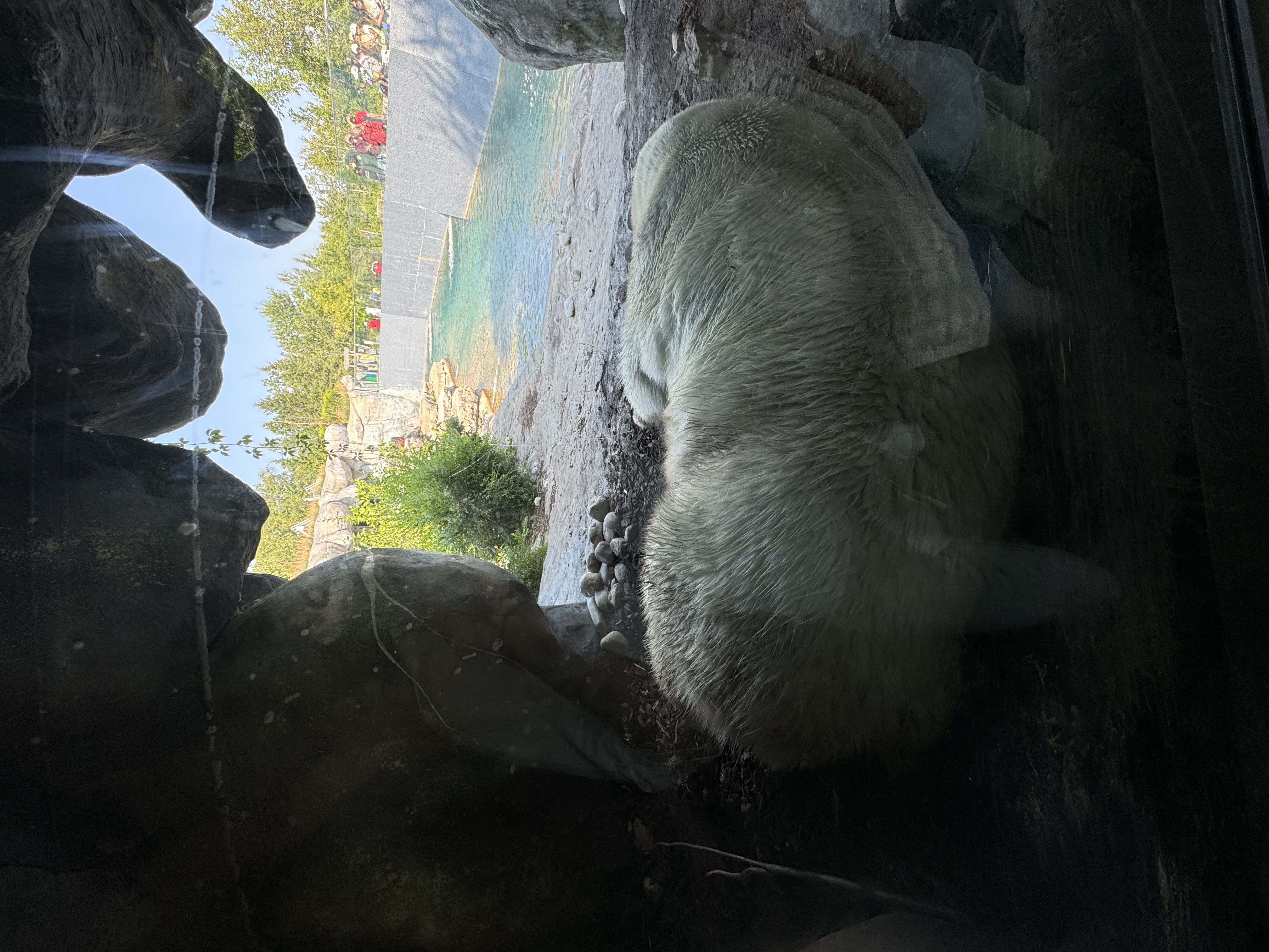 a polar bear is laying down, mostly obscured from view, sleeping in a zoo enclosure. the image is taken through glass, as if from inside the enclosure, but from a safe distance. through an opening in the enclosure wall, we can see a blue pool of water, a sandy shore, some green trees and vegetation, and a clear sky.