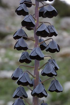 a closeup shot of a fritillaria persica, also known as the persian lily, showing the plant's purple stem and black, bellshaped flowers that hang downwards. the background is a blurry mix of green and tan.