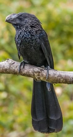 a black channelbilled cuckoo sits on a branch, its bright yellow eye, sharp beak, and black feathers are a striking contrast to the green background.
