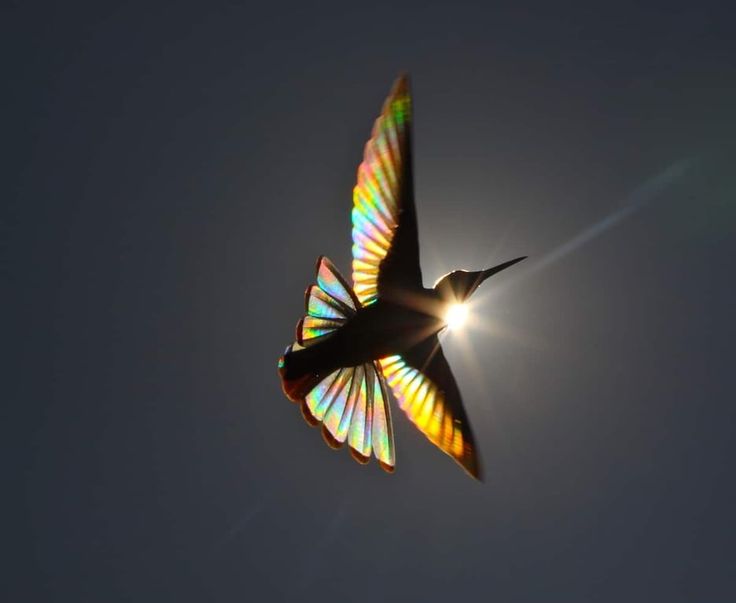a hummingbird in flight with its wings spread, catching the sunlight, creating iridescent colours.  the sun is bright and creating a blurry bokeh effect.  the hummingbird is in silhouette.