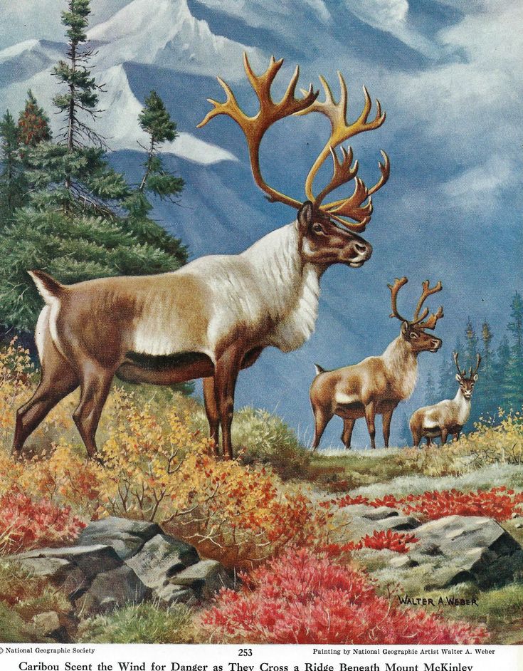 the image is a painting by walter a. weber for national geographic. it depicts a herd of caribou (likely referring to them as caribou due to their location) in a mountainous landscape that strongly suggests alaska and the vicinity of mount mckinley.  the foreground shows vibrant autumnal foliage in shades of red and gold, contrasted against dark rocks.  three caribou are prominently featured: a large bull with impressive antlers in the foreground, and two smaller caribou, possibly a female and a young one, further back. the majestic backdrop is dominated by snowcapped mountains, creating a dramatic and peaceful scene hinting at the animals' awareness of danger. the overall style is realistic and detailed.
