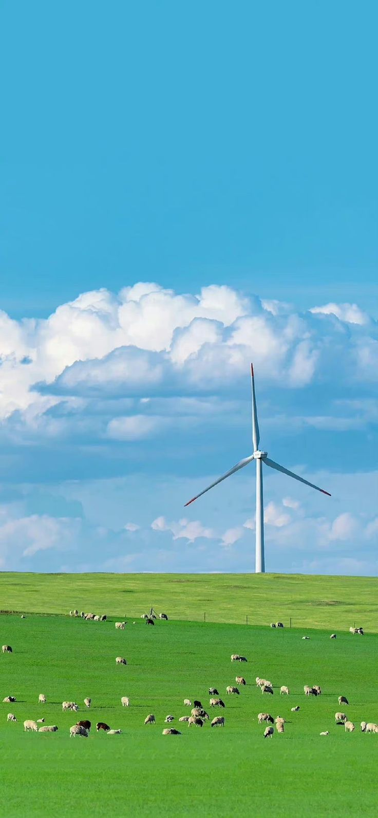 a wide shot of a green field with many sheep grazing. in the background, a single wind turbine stands tall under a blue sky with puffy white clouds.