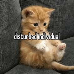 a closeup shot of a small orange tabby kitten sitting on a couch. the kitten is looking at the camera with its big, round eyes. the kitten has fluffy fur and white paws. the kitten looks very cute and cuddly. the caption says "disturbed individual".