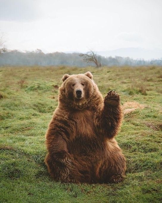 a brown bear sits on a green grassy field and is waving with its right paw towards the camera. the bear looks friendly and playful.  the background is a blurry green forest and a blue cloudy sky.