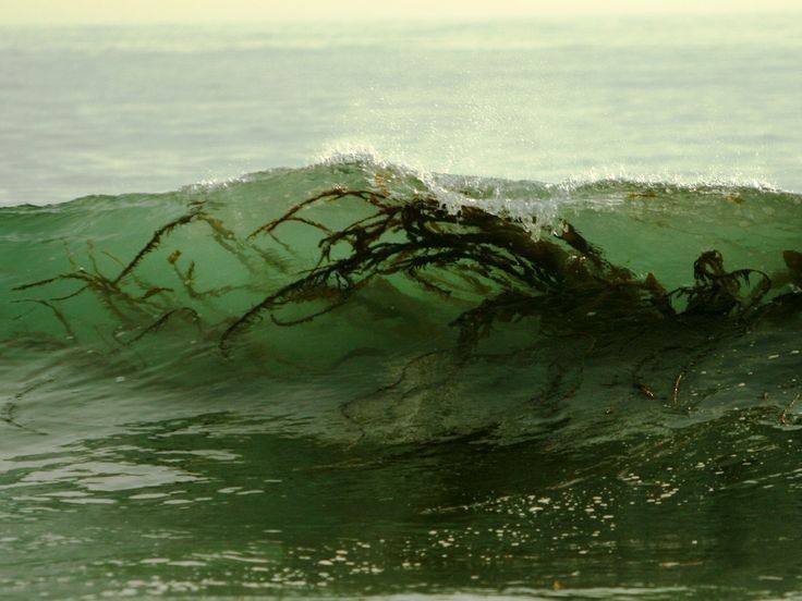 a wave in the ocean with seaweed visible both inside and on the surface of the water. the wave is a translucent green, and the seaweed appears dark brown or black.