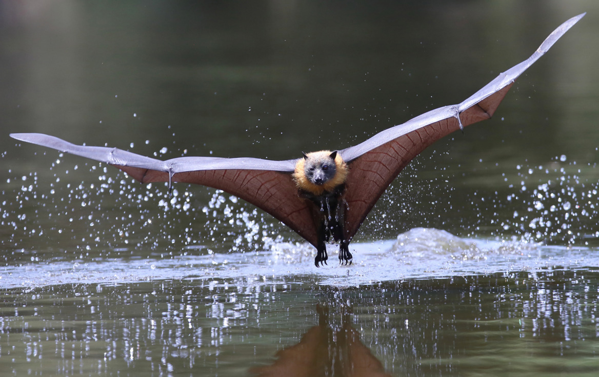 a flying fox bat (pteropus) is shown in midflight, just skimming the surface of a body of water.  the bat's wings are outstretched, creating a splash of water droplets as it passes over the surface. the background is blurred, highlighting the bat as the central focus of the image. the bat's fur is a mix of brown, gray, and orange.  a subtle reflection of the bat is visible in the water below.