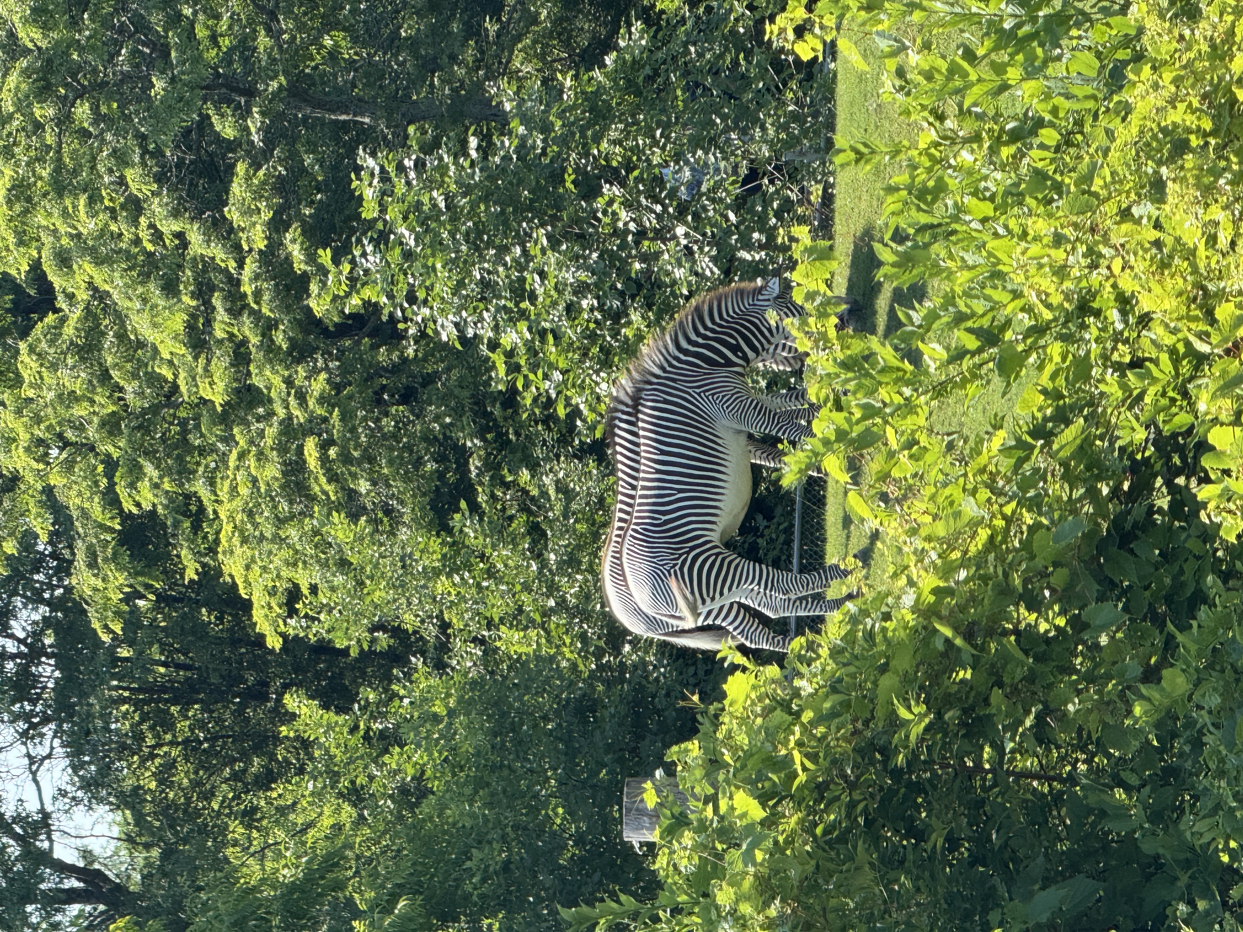 two zebras stand in profile among green grass and foliage. the background is heavily wooded.