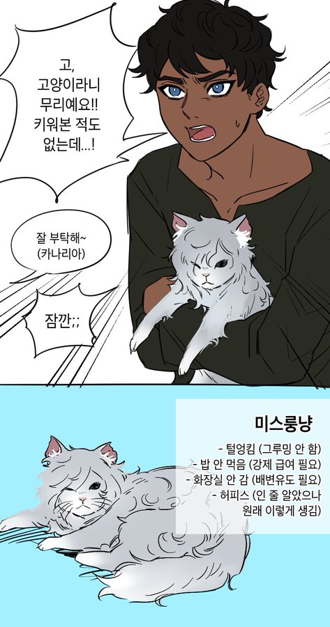 the image is a panel from a korean webtoon or manhwa. it features a darkskinned young man looking surprised and slightly exasperated while holding a fluffy white longhaired cat.  speech bubbles contain korean text expressing the man's surprise at receiving the cat and difficulty in caring for it. the cat's personality and care requirements are listed in korean below the main image panel.  the art style is clean and simple, typical of many webtoons. the overall tone suggests humor mixed with a slight level of frustration regarding the cat's demanding needs.