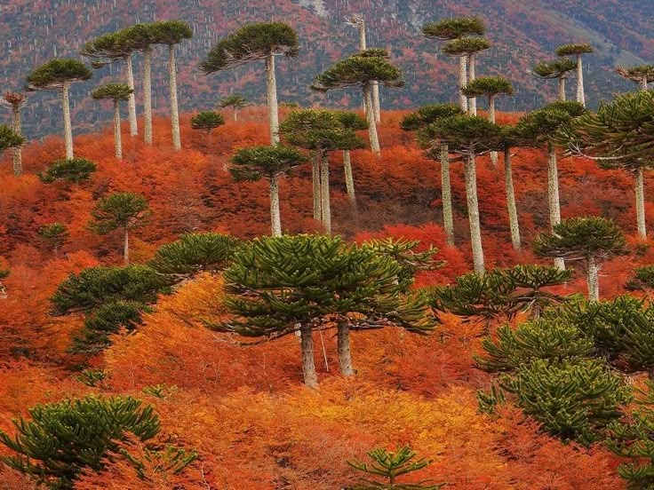 the image shows a forest in autumn with many trees, predominantly araucaria (monkey puzzle) trees. the foliage is a vibrant mix of orange and red colors, indicating the change of seasons. mountains can be seen in the background.