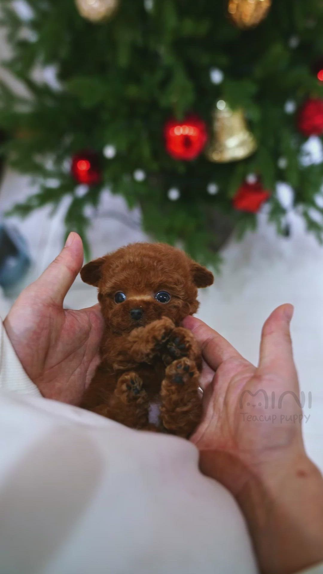 a small, brown, fluffy toy poodle puppy with big, dark eyes is being held by a pair of hands.  the puppy is surrounded by a blurry background of a christmas tree with red ornaments.