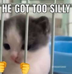 a white and gray cat is behind bars in a jail. the caption is "he got too silly". the cat is looking at the camera and has a funny expression on its face. there are thumbs up emoji on either side of the cat.  the cat looks like it is in trouble.