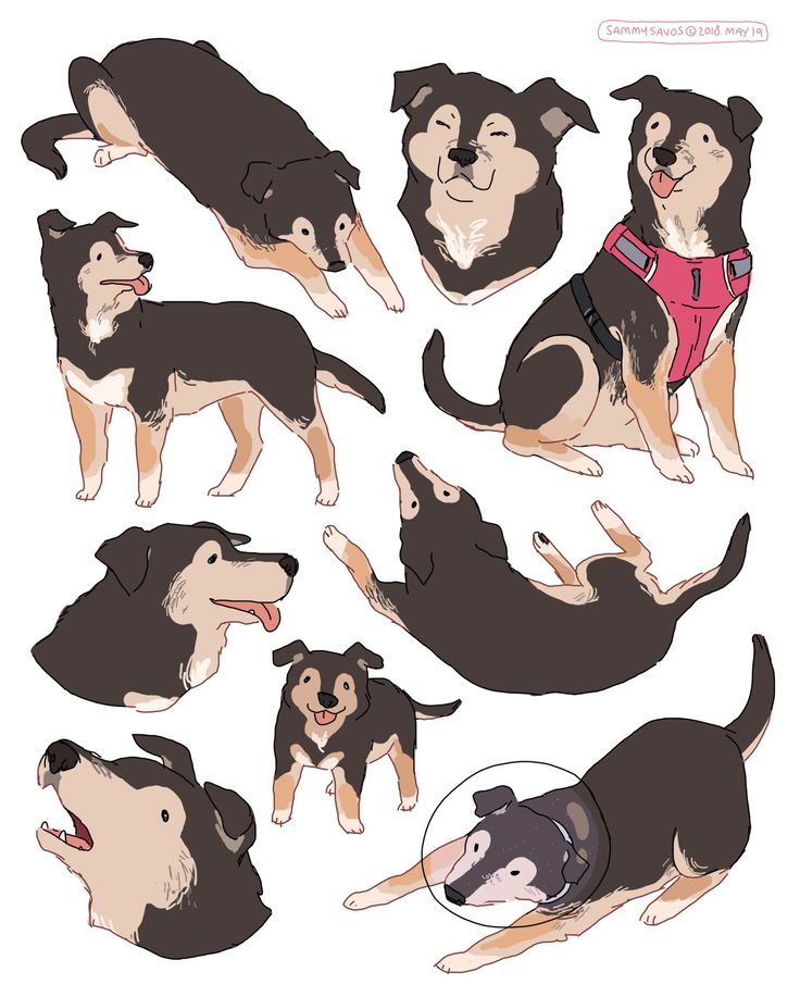 his is a digital drawing of various poses of a dog. the dog is primarily brown and black, with tan accents. the drawings show the dog in various positions, including sitting, lying down, and standing.  the style is cartoonish and lighthearted.  the artist's signature "sammysavos © 2018 may 19" is visible in the top right corner.