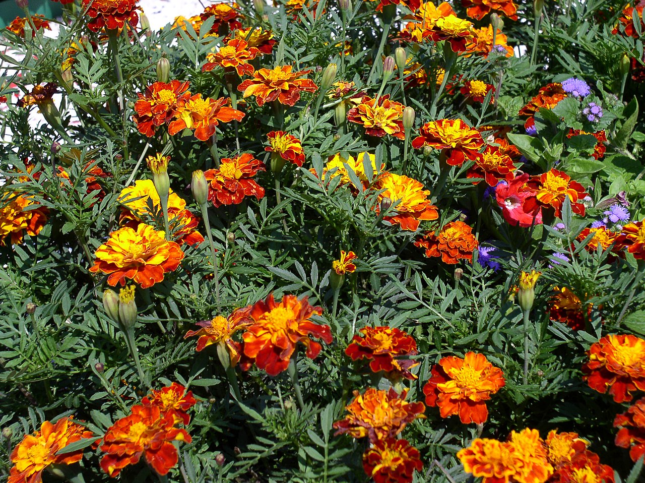 this is an image of a garden bed of blooming marigolds. they are primarily orange and yellow, with green stems and leaves.